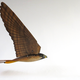 Illustration for article titled This 3D-Printed Falcon Is a Flying Robot Scarecrow